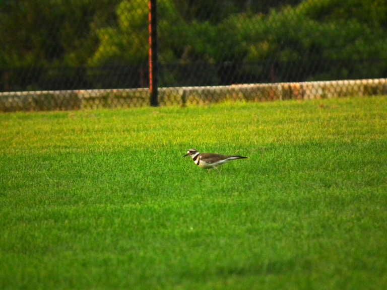 Killdeer (Charadrius vociferus) eating across a field